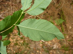 Lonicera nigra