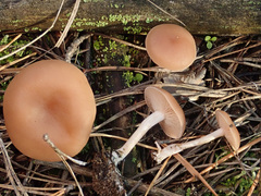 Clitocybe diatreta