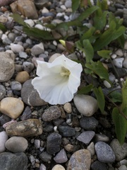 Calystegia sepium