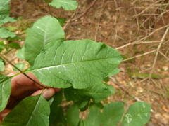 Lonicera nigra