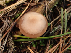 Clitocybe diatreta