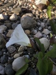 Calystegia sepium