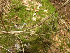 Lonicera nigra