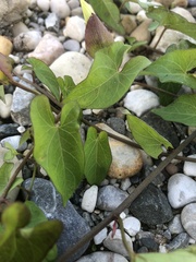 Calystegia sepium