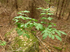 Lonicera nigra