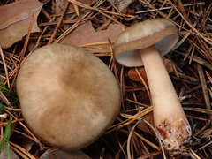 Rhodocollybia asema