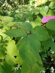 Rubus phoenicolasius