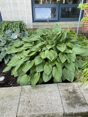Hosta plantaginea