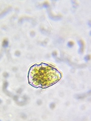 Parvodinium inconspicuum