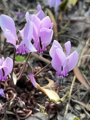 Cyclamen graecum graecum