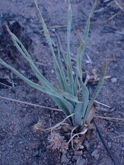 Ledebouria marginata