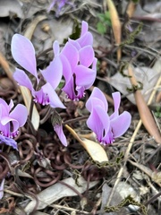 Cyclamen graecum graecum