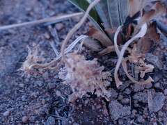 Ledebouria marginata