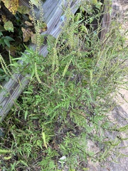 Ambrosia artemisiifolia