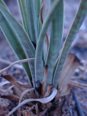 Ledebouria marginata