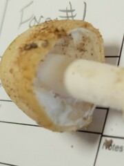 Amanita suballiacea