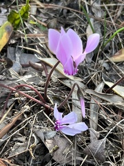 Cyclamen graecum graecum