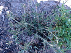 Stylosanthes fruticosa
