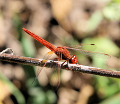 Crocothemis sanguinolenta