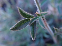Stylosanthes fruticosa