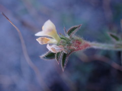 Stylosanthes fruticosa