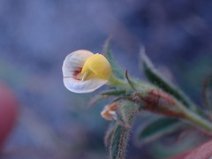 Stylosanthes fruticosa