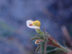 Stylosanthes fruticosa