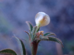 Stylosanthes fruticosa