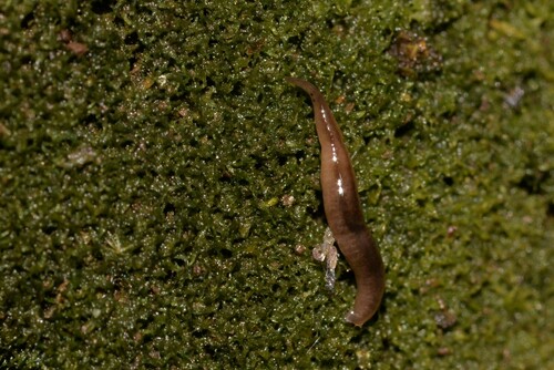 Snake-headed Flatworm, Lord Howe Island NSW 2898, Australia, photo 6 of 10
