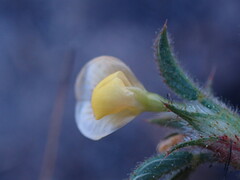 Stylosanthes fruticosa