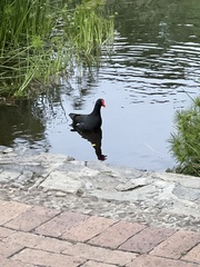 Gallinula chloropus meridionalis