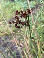 Juncus articulatus