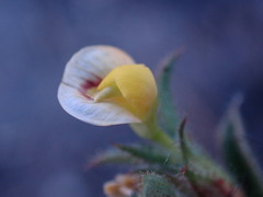 Stylosanthes fruticosa