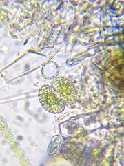 Cosmarium punctulatum