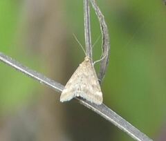 Pyraloidea