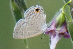 Catochrysops panormus exiguus