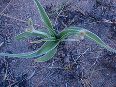 Hypoxis obtusa