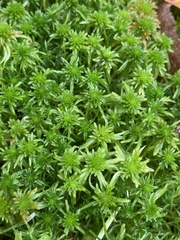 Sphagnum girgensohnii