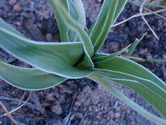 Hypoxis obtusa