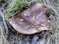 Russula adusta