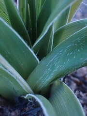 Hypoxis obtusa