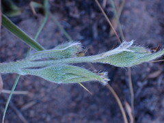Hypoxis obtusa