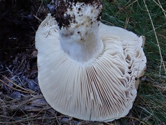 Russula adusta