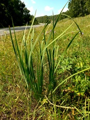 Iris lactea biglumis