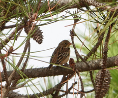 Emberiza hortulana