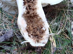 Russula adusta