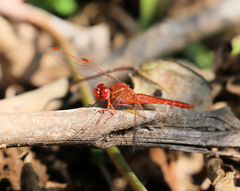 Crocothemis sanguinolenta