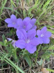 Ruellia caroliniensis