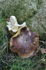Boletus edulis