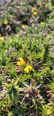 Ulex gallii